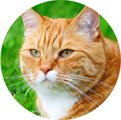 circular photo of large fat orange cat
