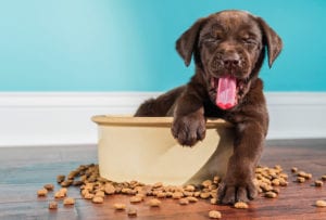 yawning puppy in foodbowl