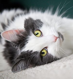 A beautiful white and gray cat laying on the floor looking at the camera.
